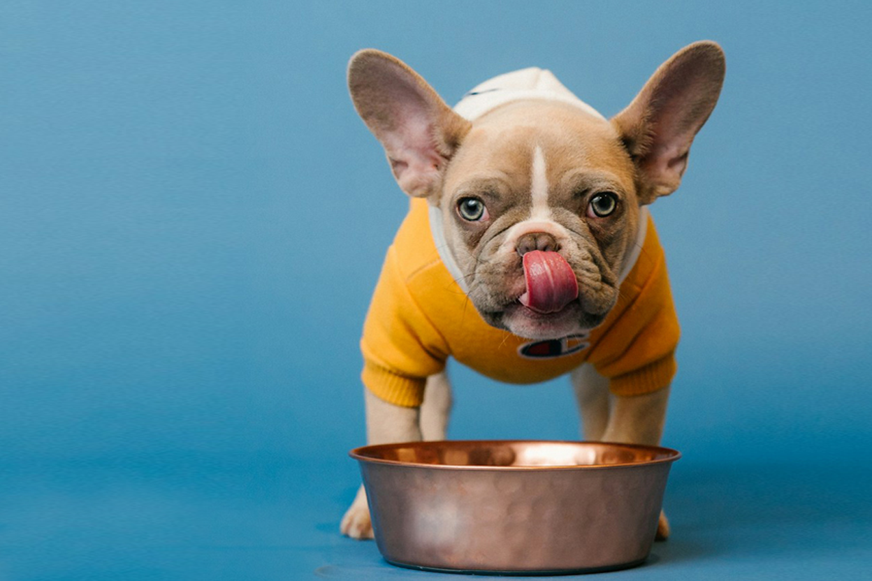 PRODUCTOS PARA MASCOTAS